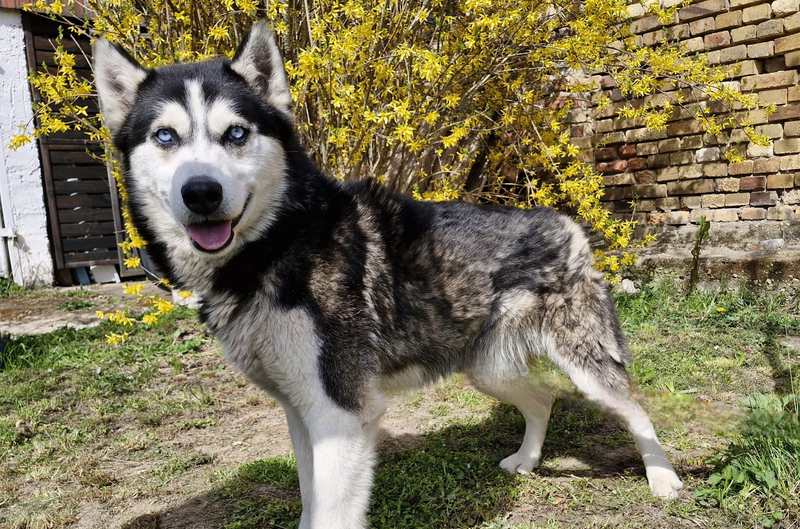 Siberian Husky Iluq