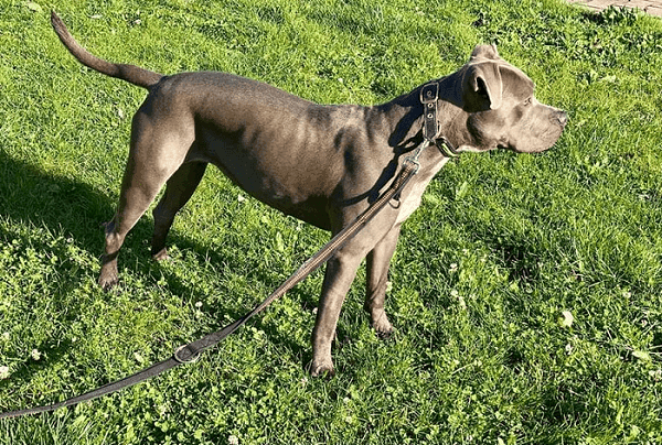 Icy - American Staffordshire Terrier - Bild 2