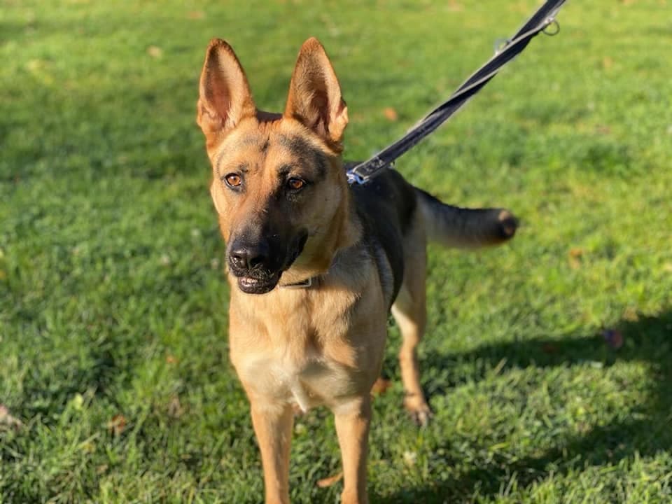 Deutscher Schäferhund-Mix Gretel