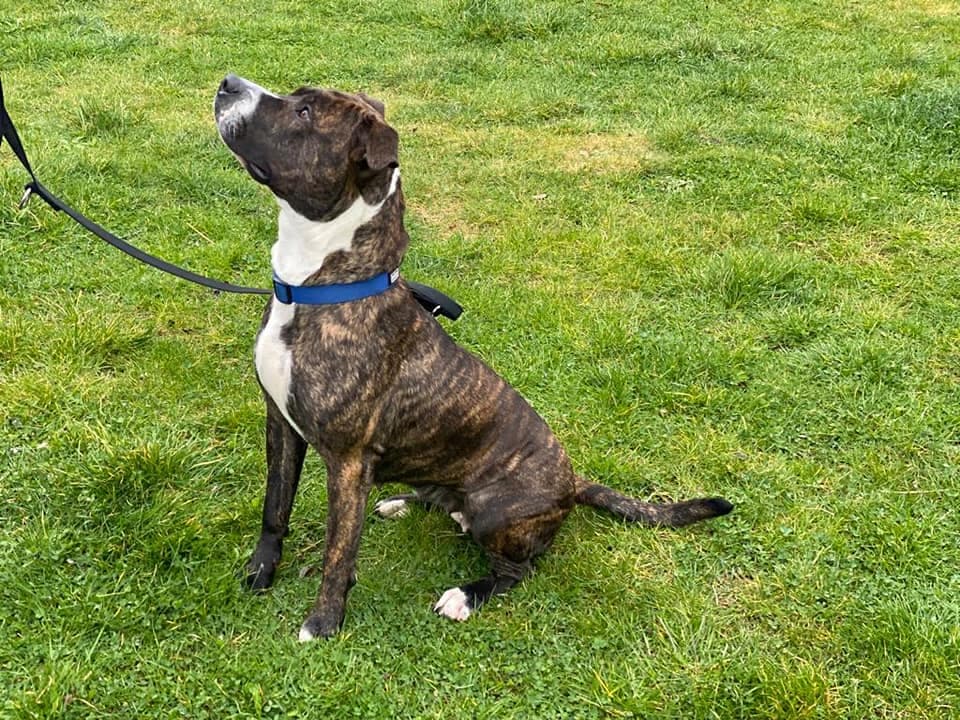 Cookie - American Staffordshire Terrier - Bild 2