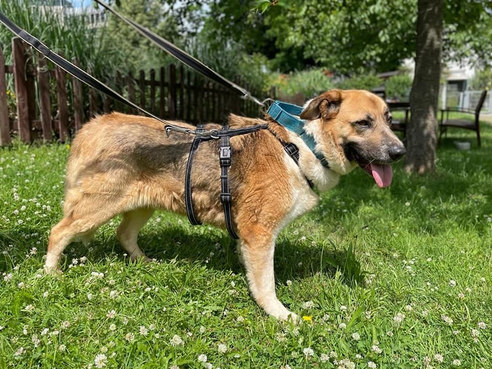 Gasol - - Bild 1