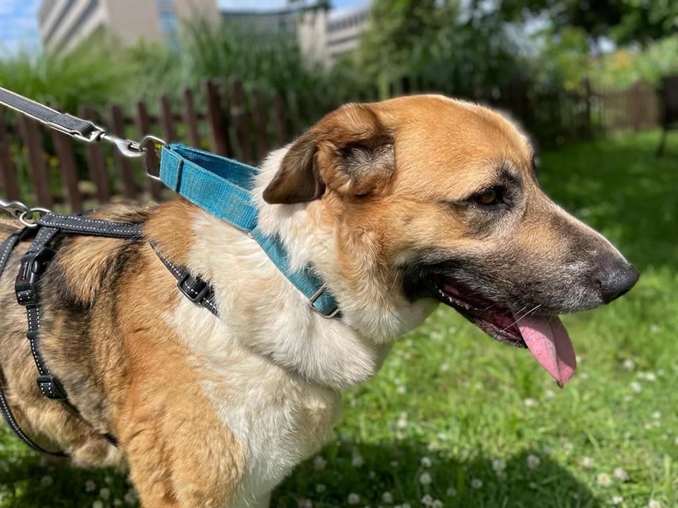 Gasol - - Bild 2