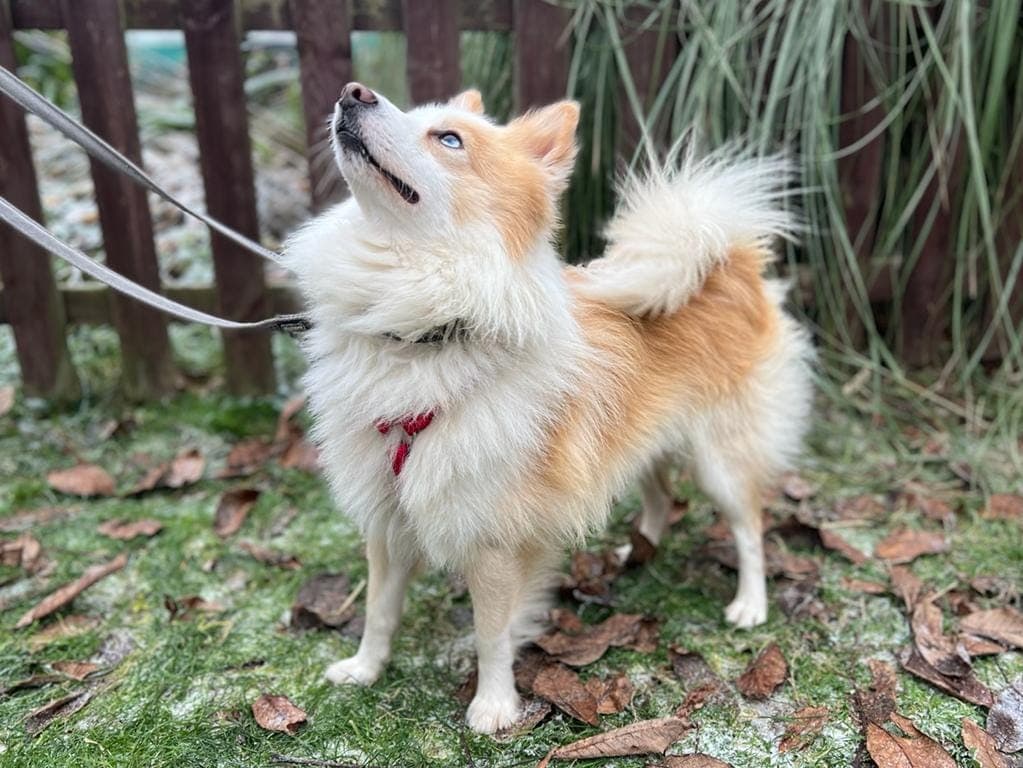 Jackie - - Bild 1