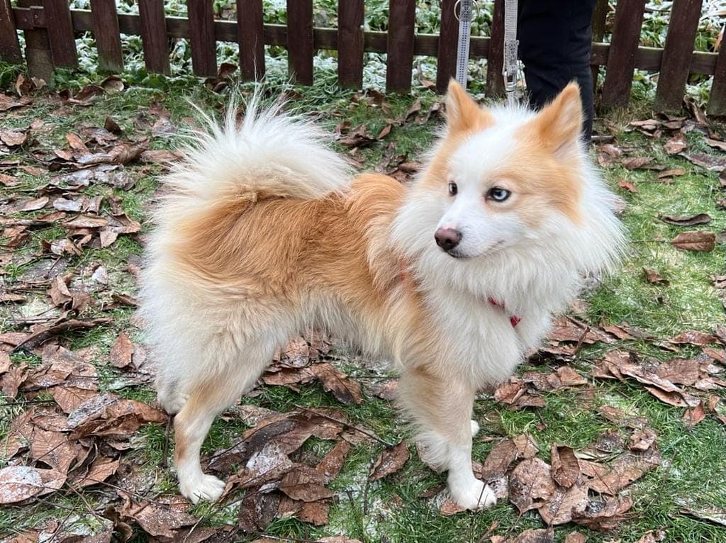 Jackie - - Bild 2
