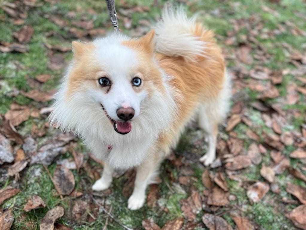 Jackie - - Bild 3