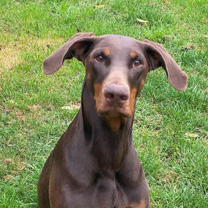 Uranya - Dobermann - Bild 8