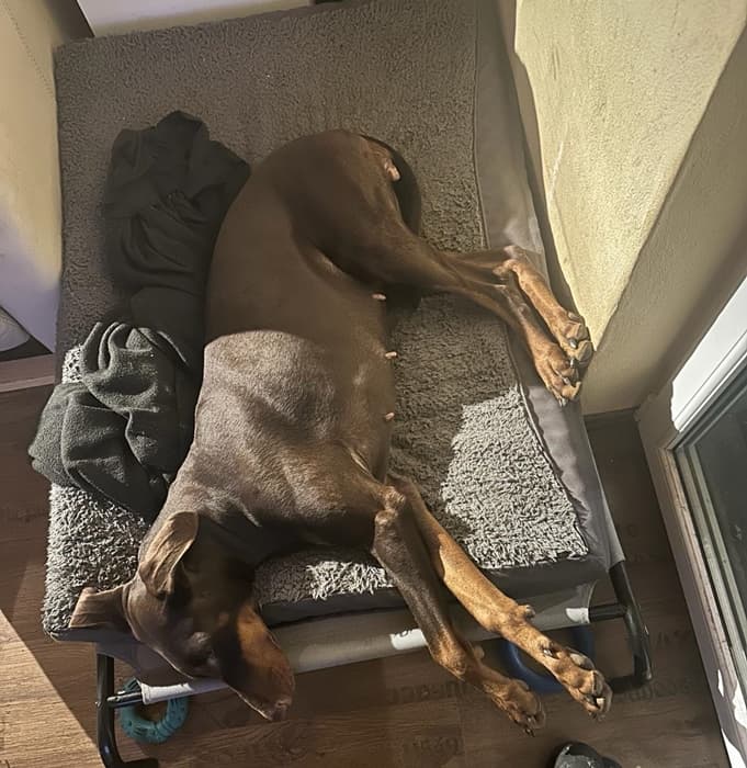 Uranya - Dobermann - Bild 10