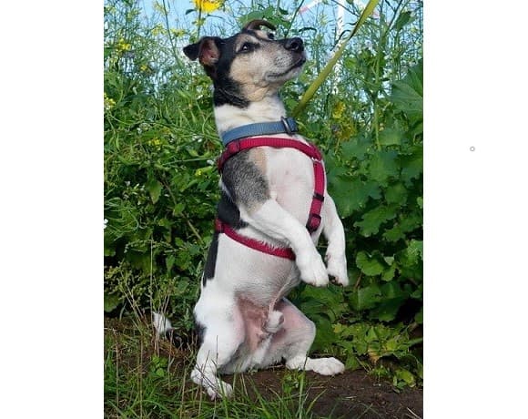 Rizzo - Jack Russell Terrier - Bild 1