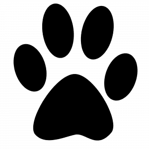 Mica - Deutscher Schäferhund - Bild 15