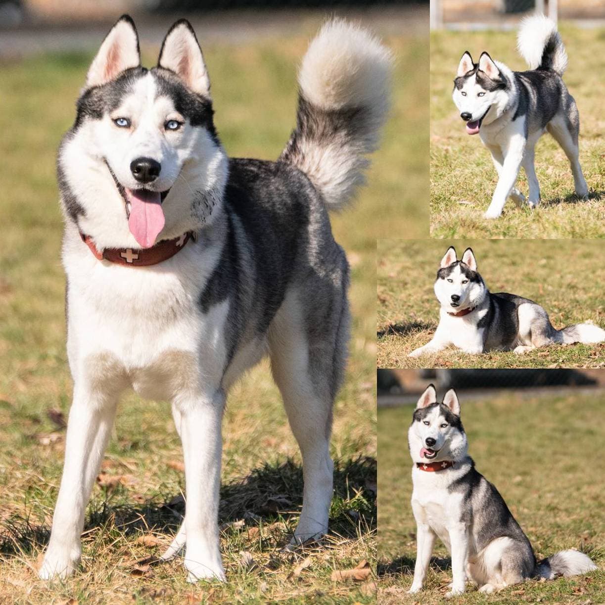 Siberian Husky Panda