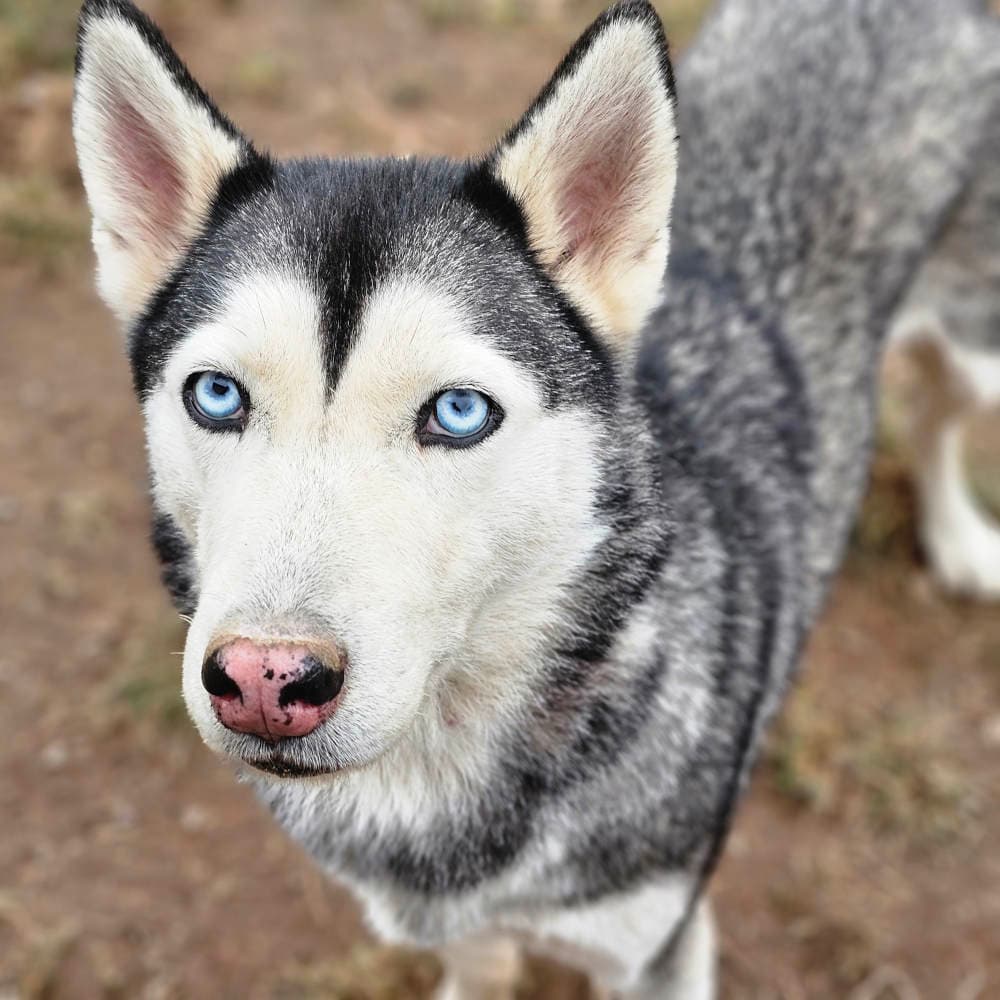Siberian Husky Tjara