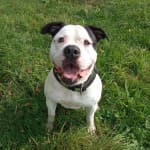 Chico - Englische Bulldogge - Bild 2