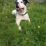 Chico - Englische Bulldogge - Bild 5