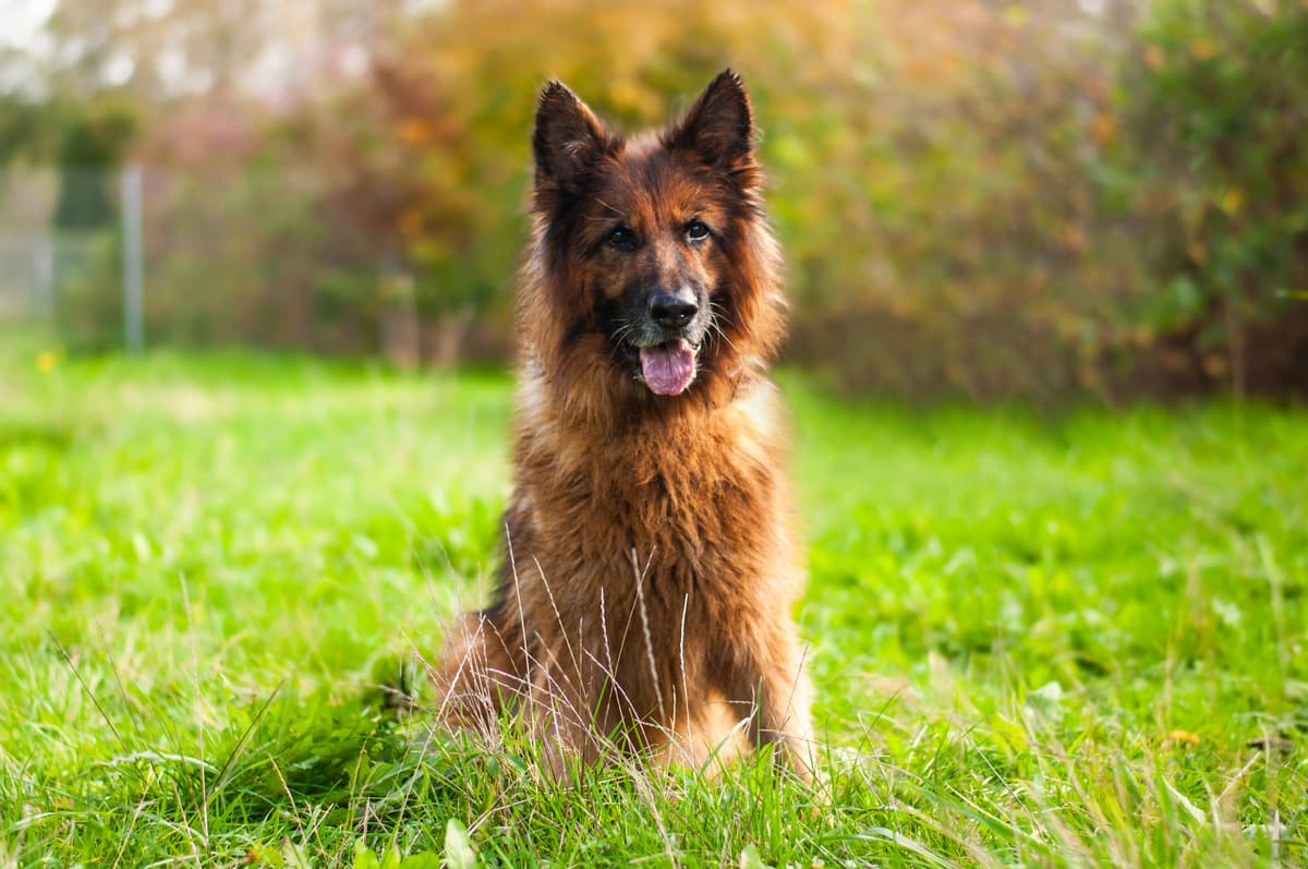 Varro - Deutscher Schäferhund - Bild 2