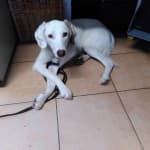Nika - - Bild 3