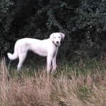 Nika - - Bild 5
