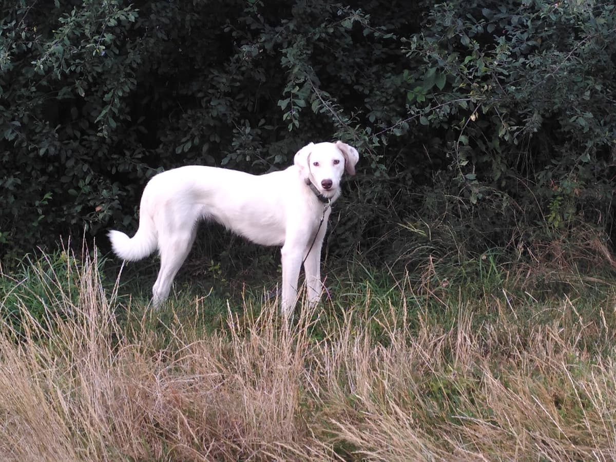 Nika - - Bild 4