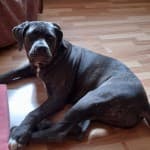 Luna - Labrador Retriever, Englische Bulldogge, Deutscher Schäferhund, Deutsche Dogge - Bild 3