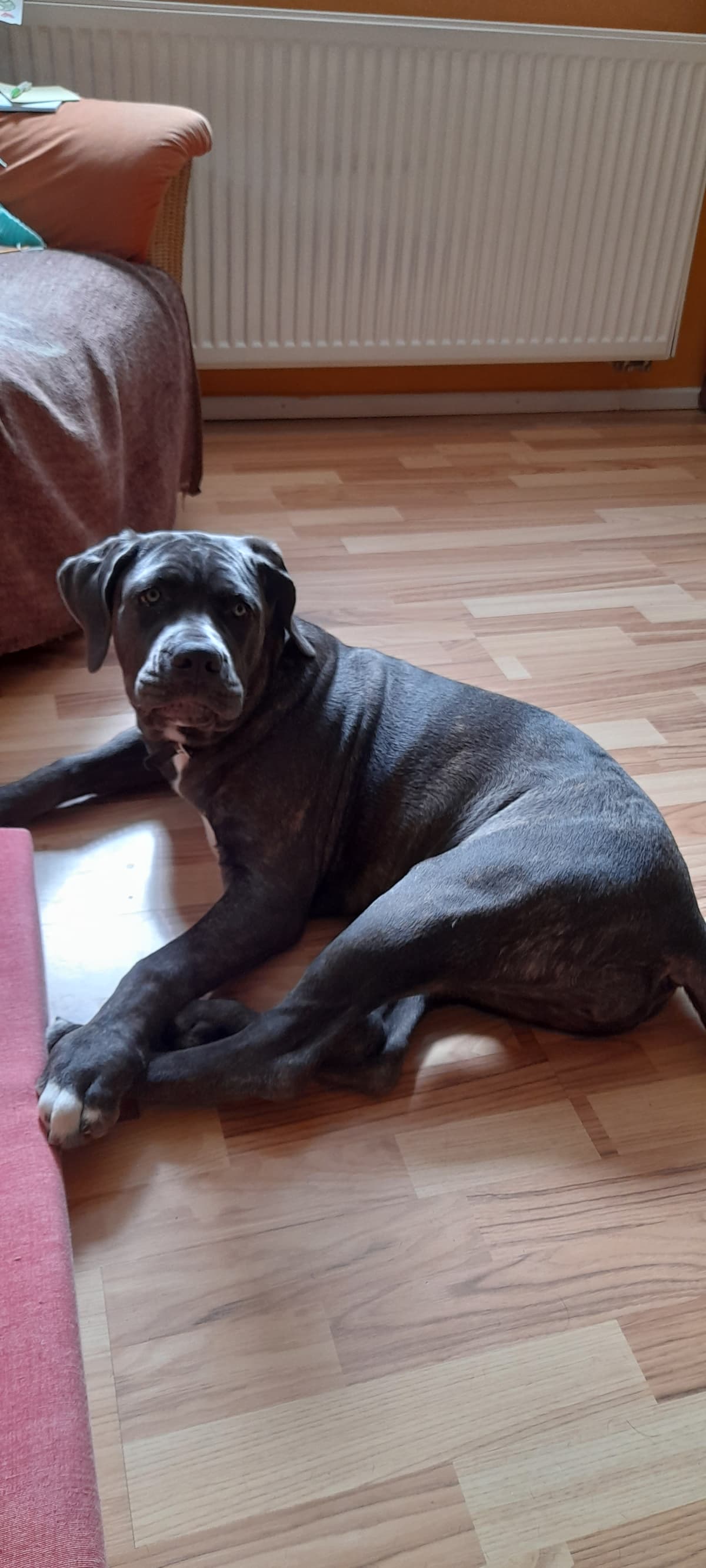 Luna - Labrador Retriever, Englische Bulldogge, Deutscher Schäferhund, Deutsche Dogge - Bild 2