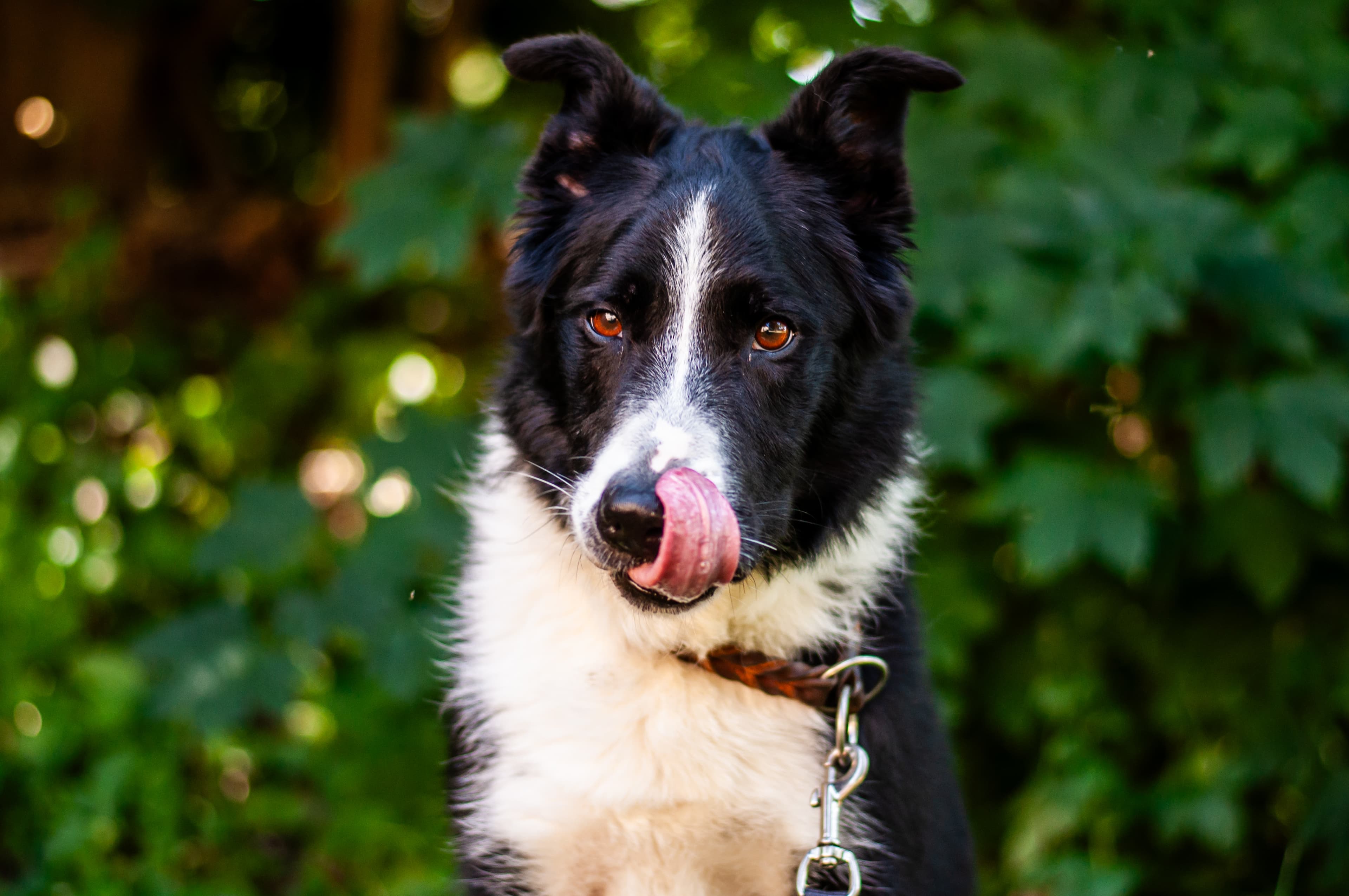 Layon - Border Collie - Bild 2