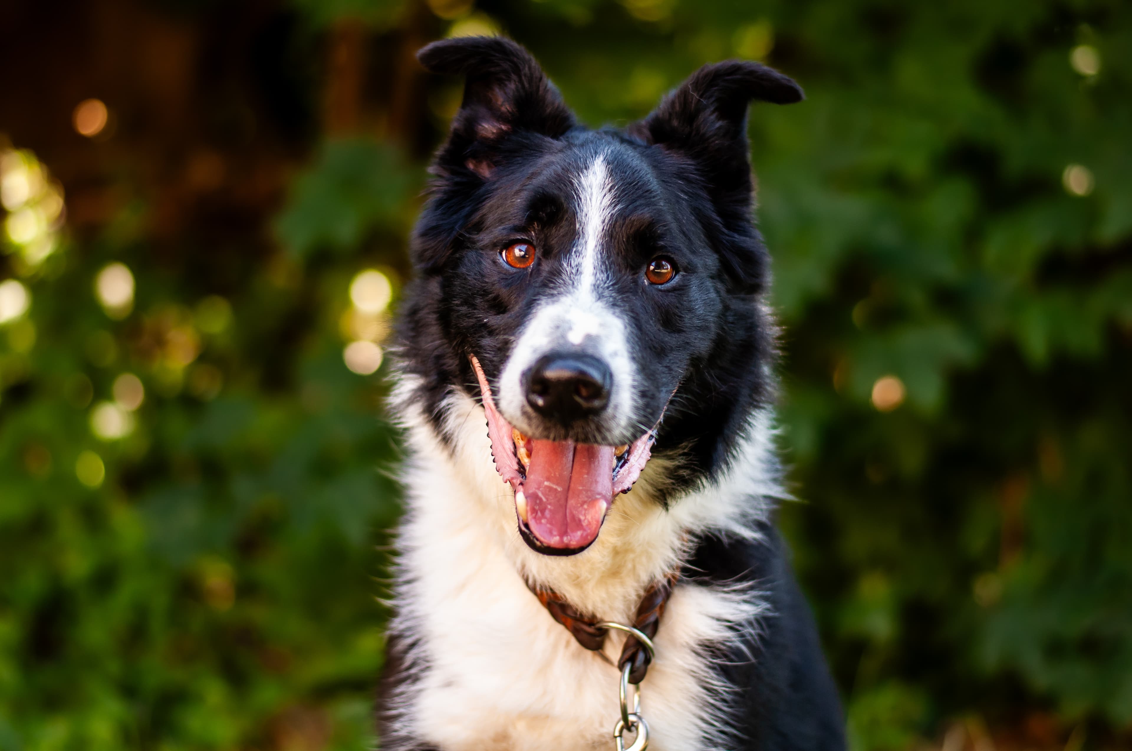 Layon - Border Collie - Bild 3