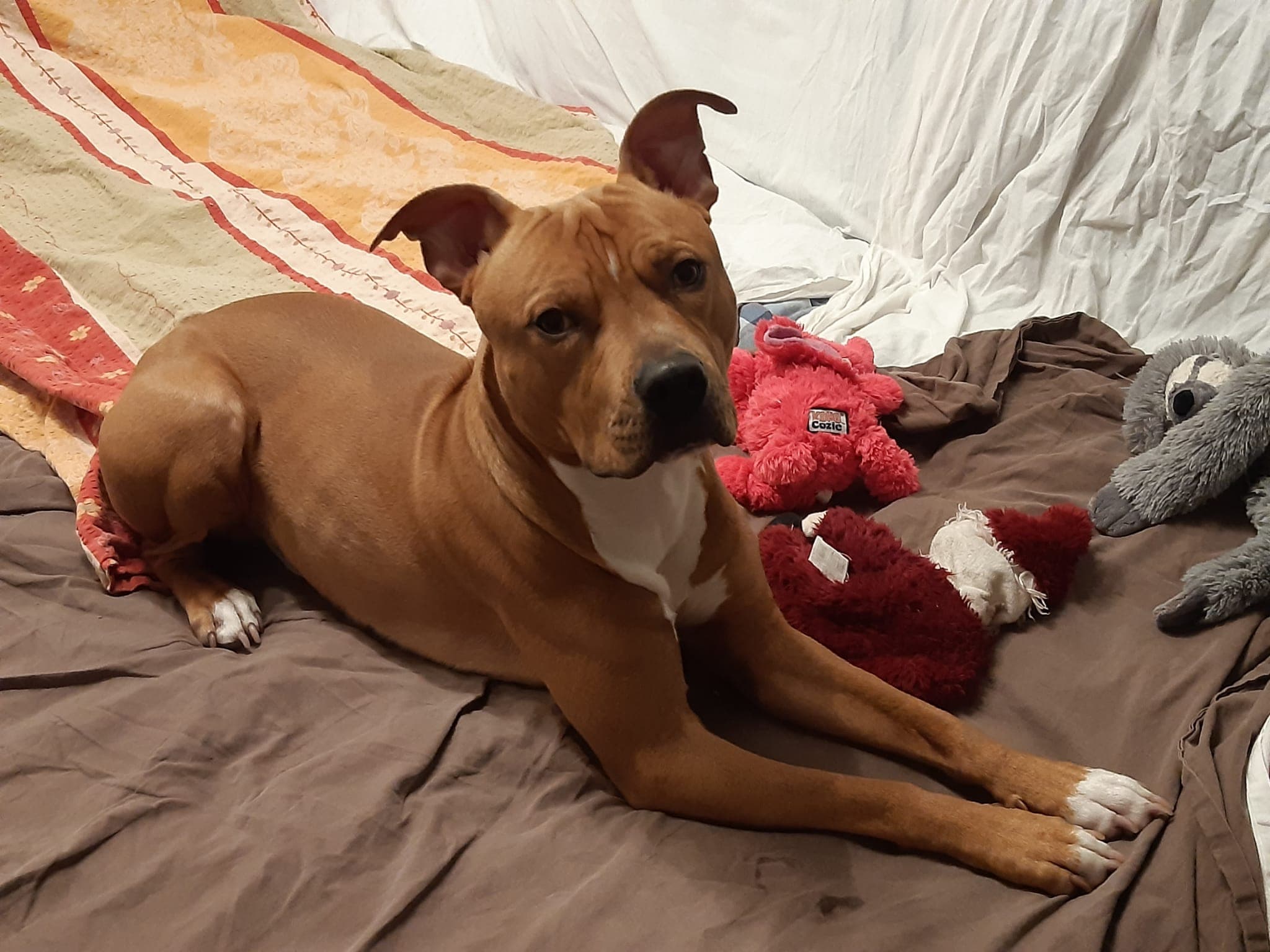 Louis - American Staffordshire Terrier - Bild 8