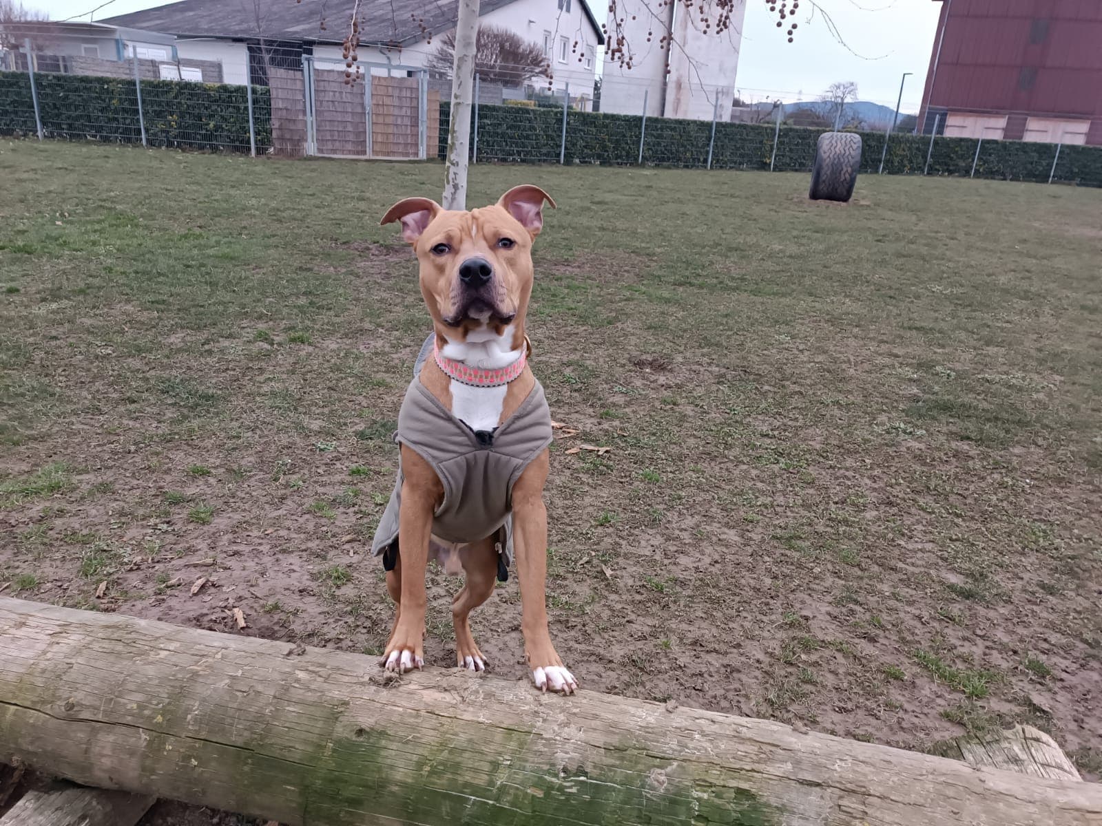 Louis - American Staffordshire Terrier - Bild 6