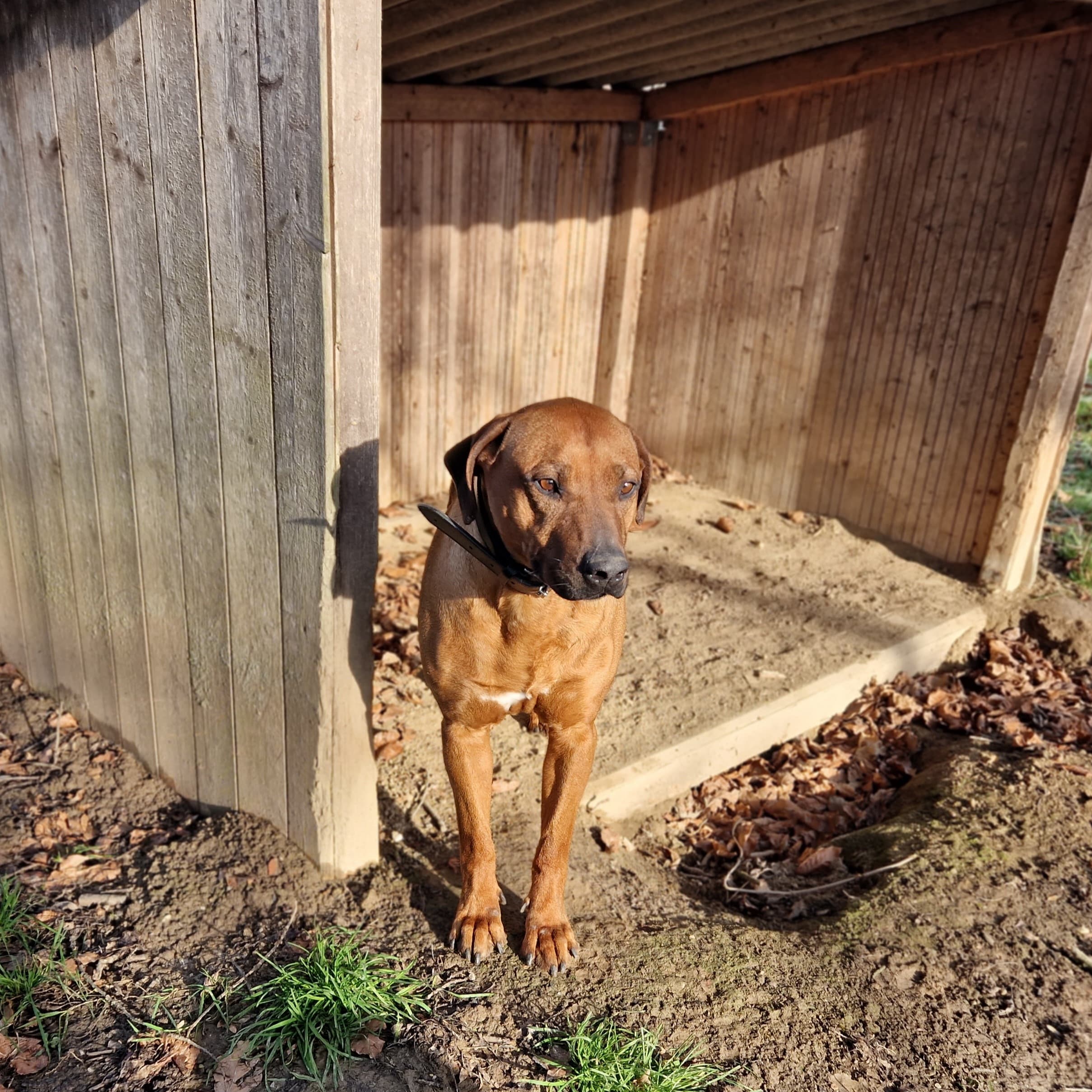 Rhodesian Ridgeback Sissy
