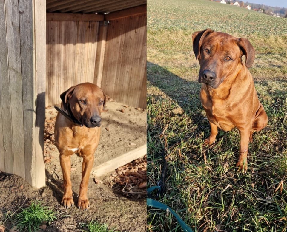Rhodesian Ridgeback Sissy