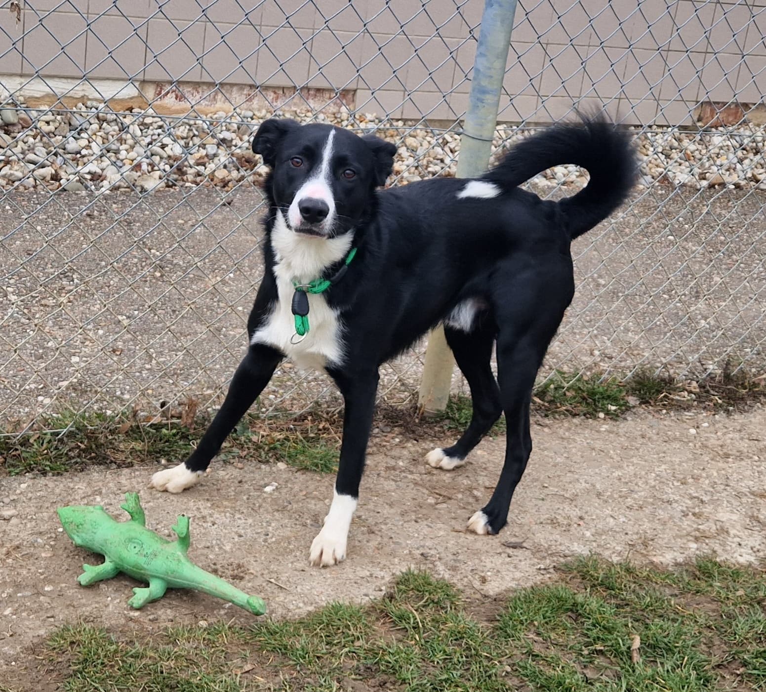 Border Collie-Mix Bobby
