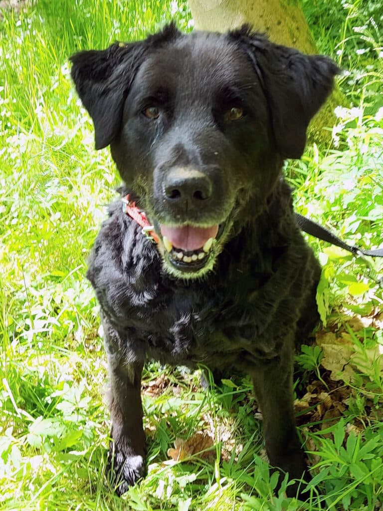 Labrador Retriever-Mix Nick