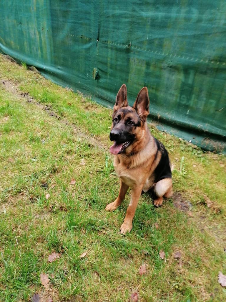 Rex - Deutscher Schäferhund - Bild 4