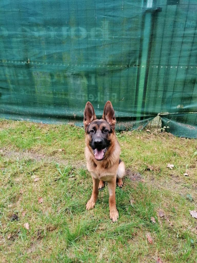 Rex - Deutscher Schäferhund - Bild 5