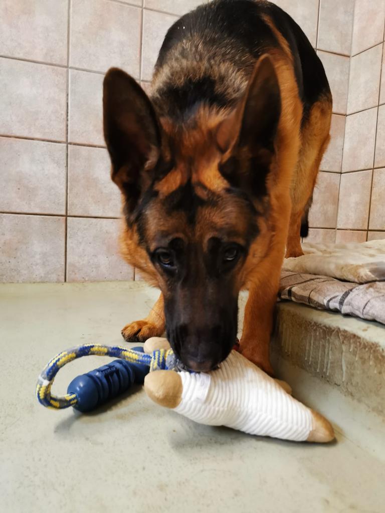 Rex - Deutscher Schäferhund - Bild 7