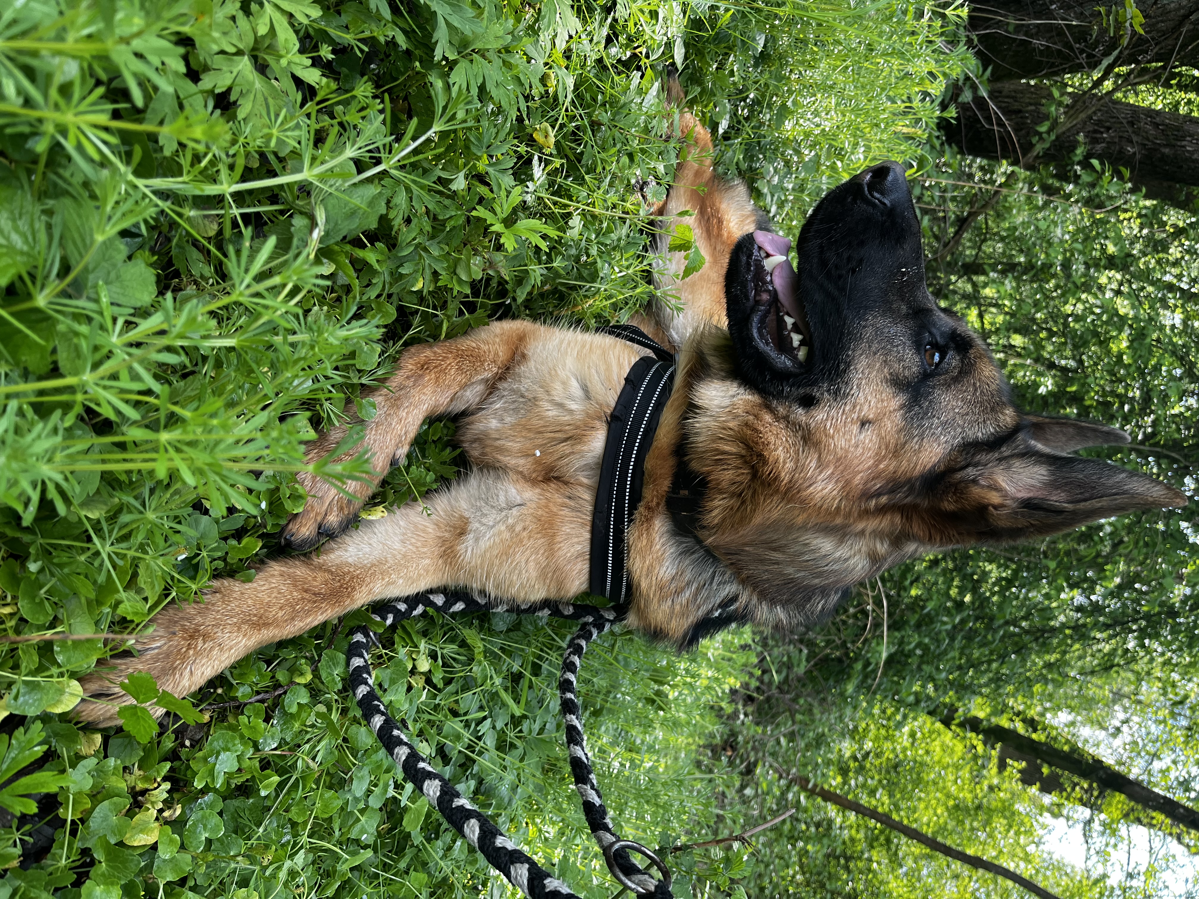 Rex - Deutscher Schäferhund - Bild 8