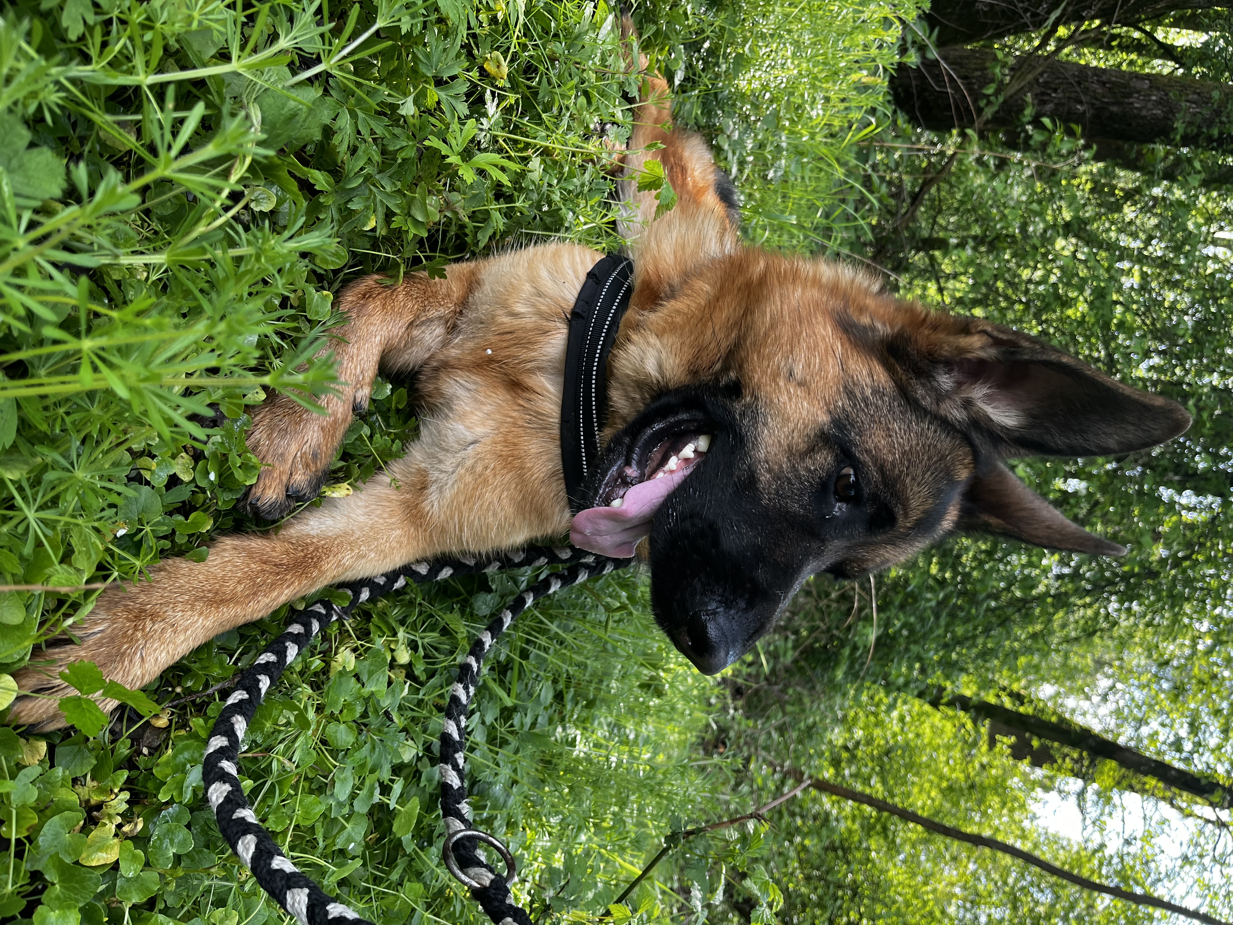 Rex - Deutscher Schäferhund - Bild 9