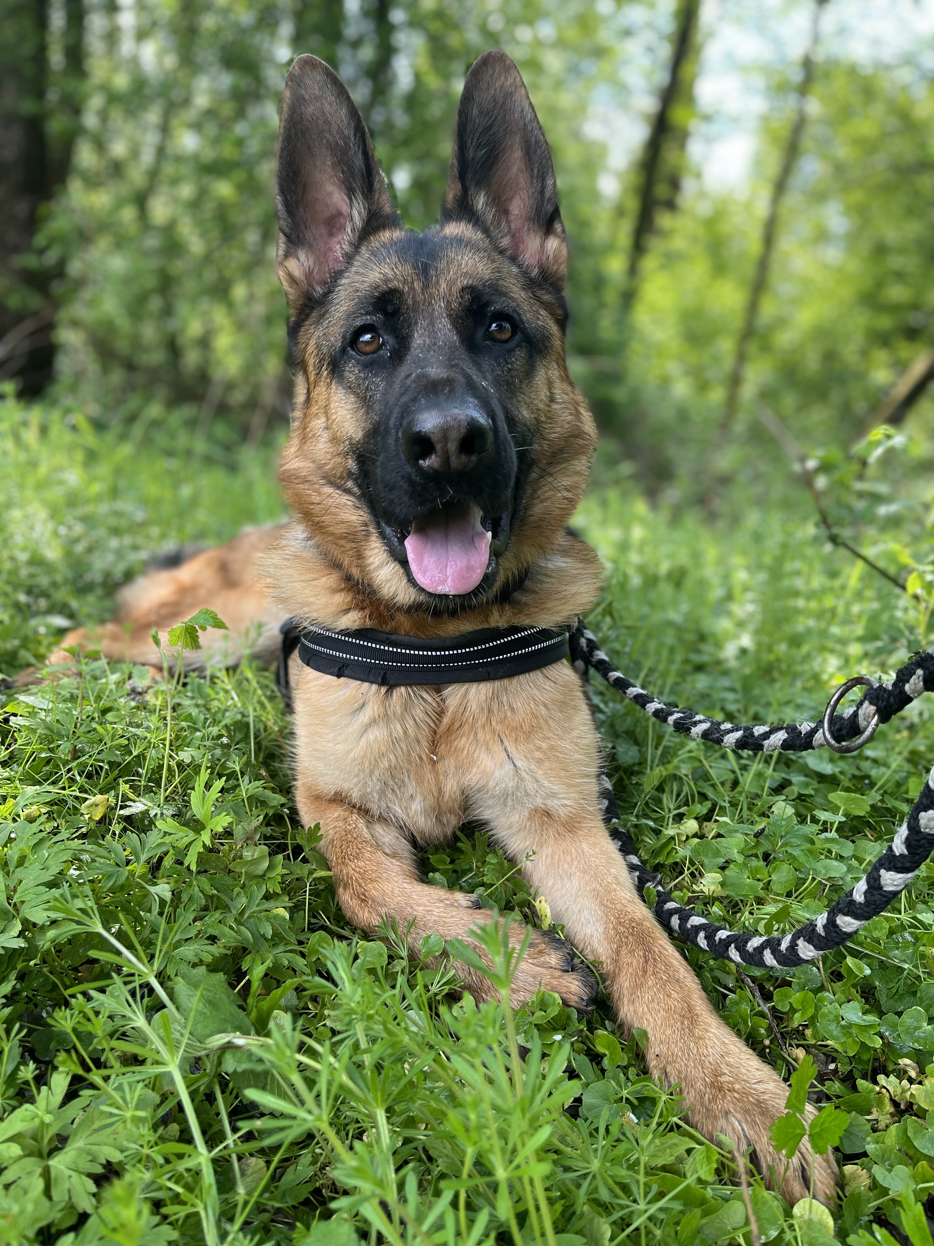 Rex - Deutscher Schäferhund - Bild 10