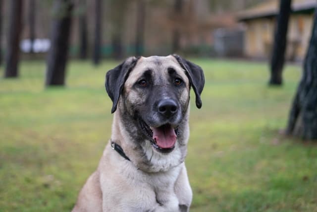 Jolly - Kangal-Hirtenhund - Bild 2