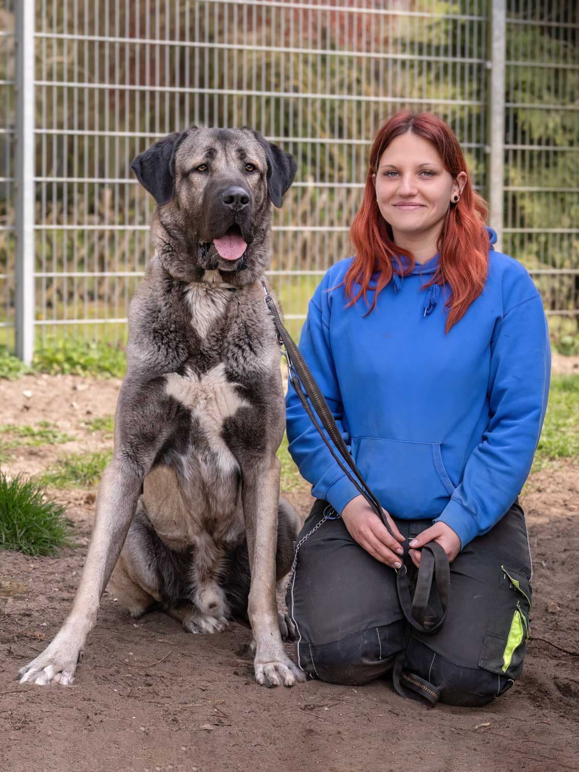 Bozo - Kangal-Hirtenhund - Bild 7