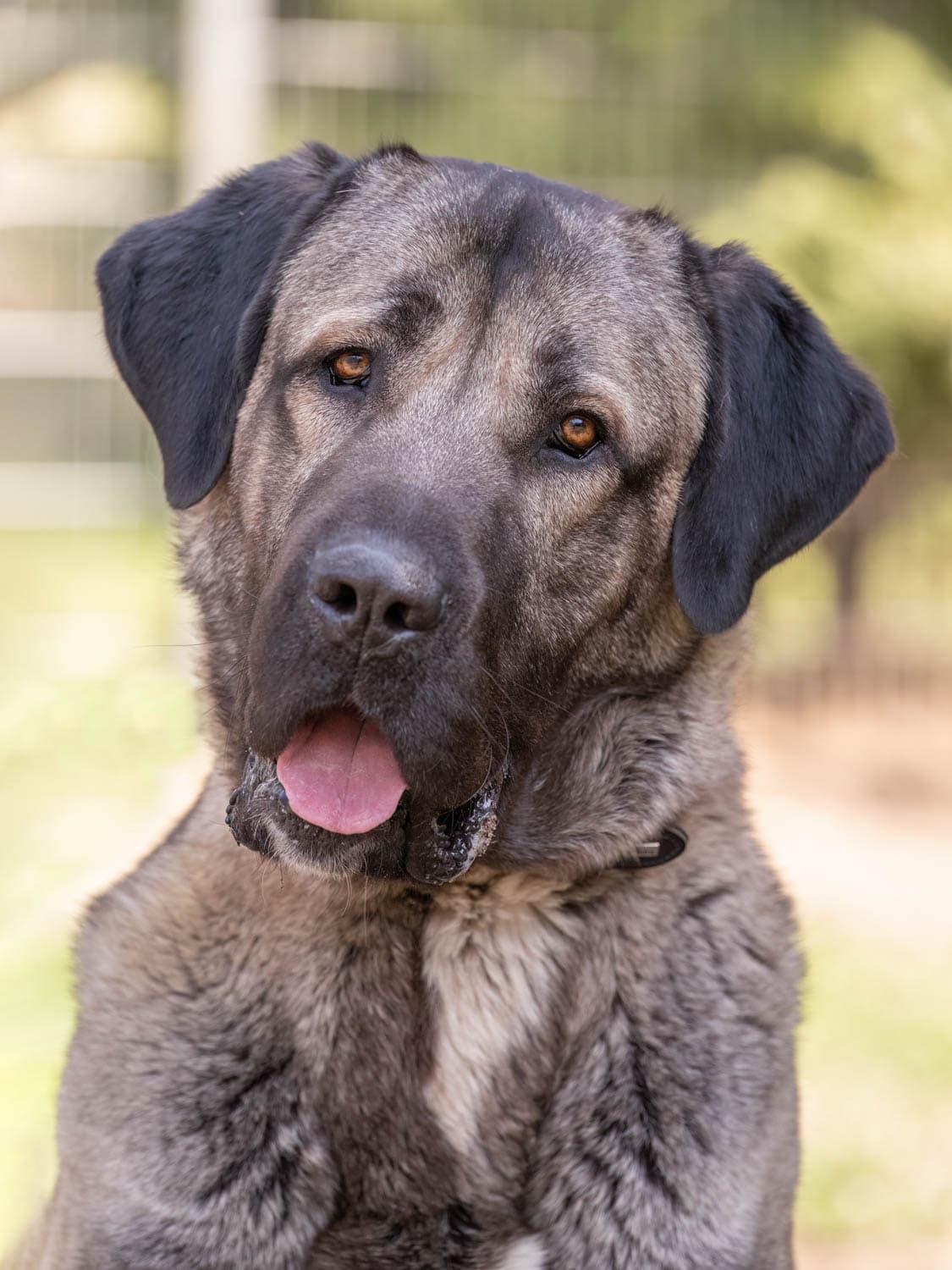 Bozo - Kangal-Hirtenhund - Bild 6