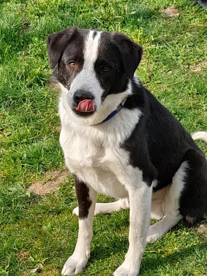 Lobo - - Bild 1