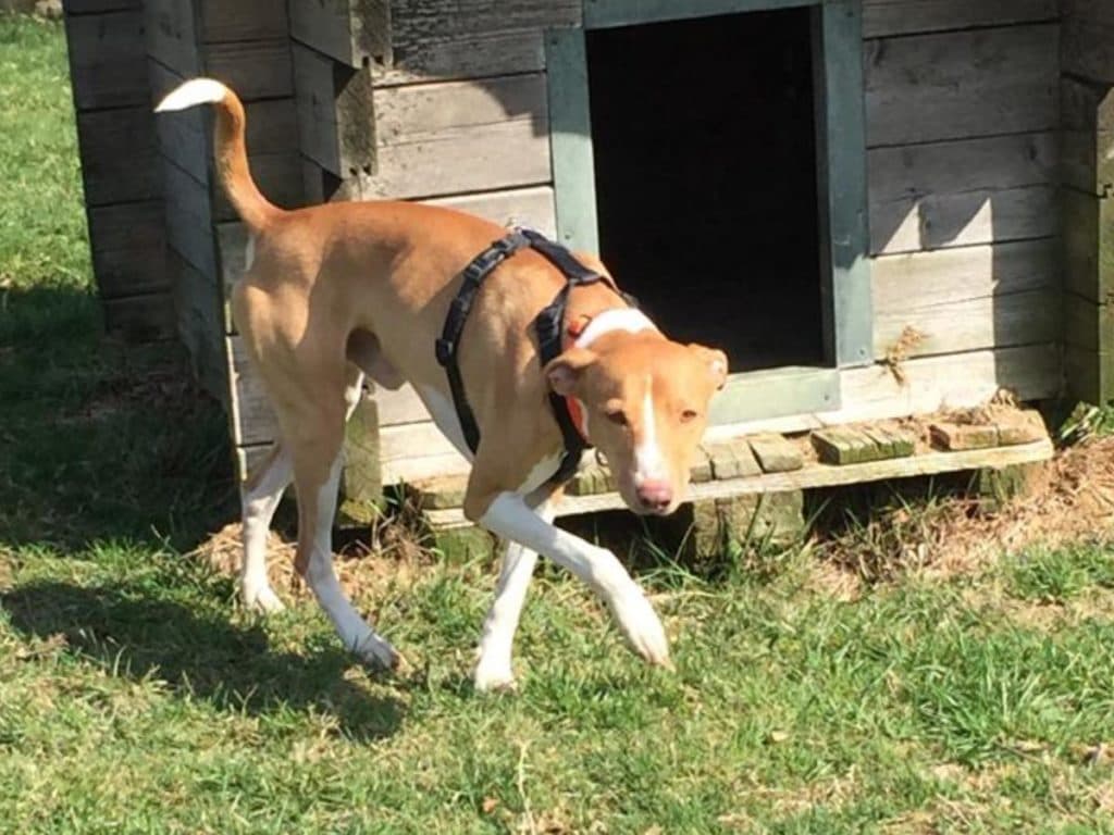 Jumper - Podenco Canario - Bild 17