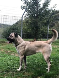Lisha - - Bild 4