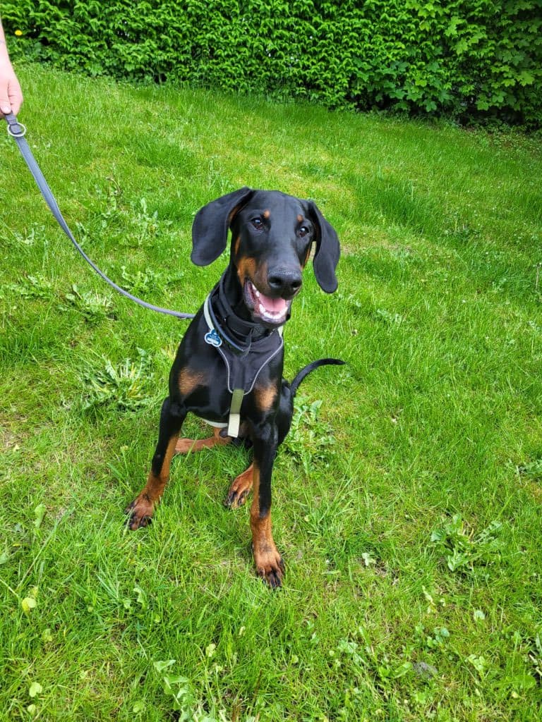 Pablo - Dobermann - Bild 2