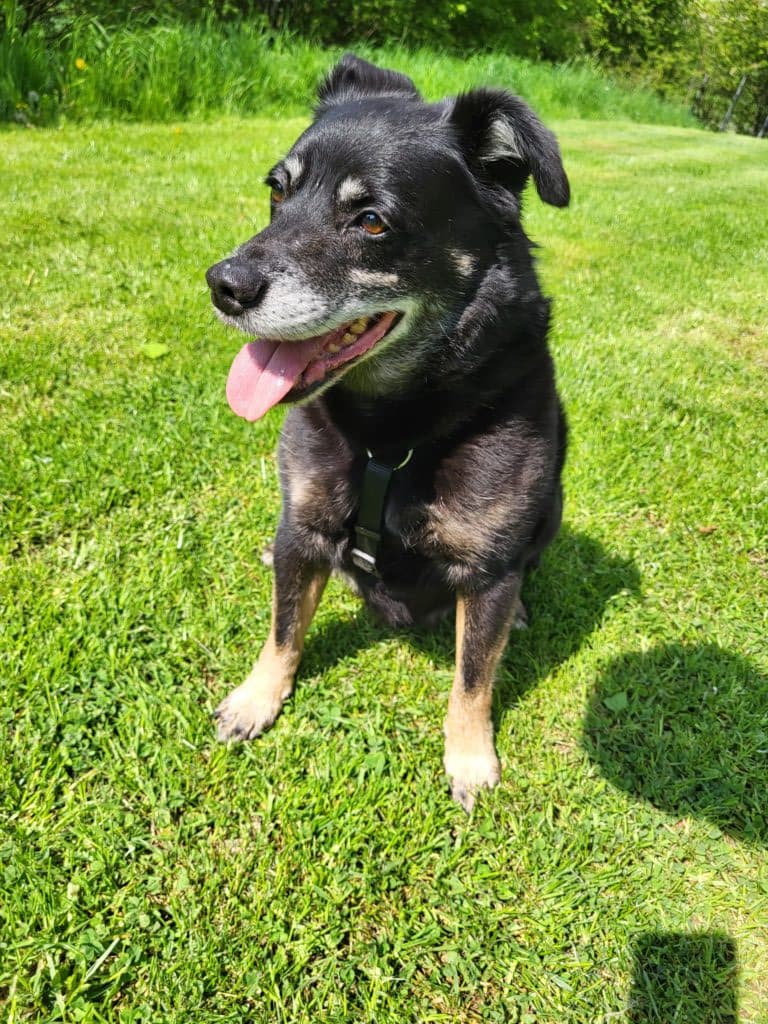 Jack Russell Terrier-Mix Askan