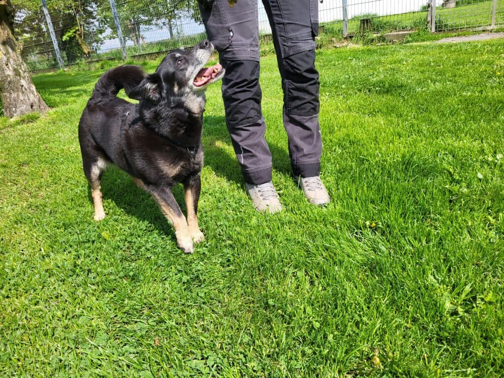 Askan - Jack Russell Terrier - Bild 3