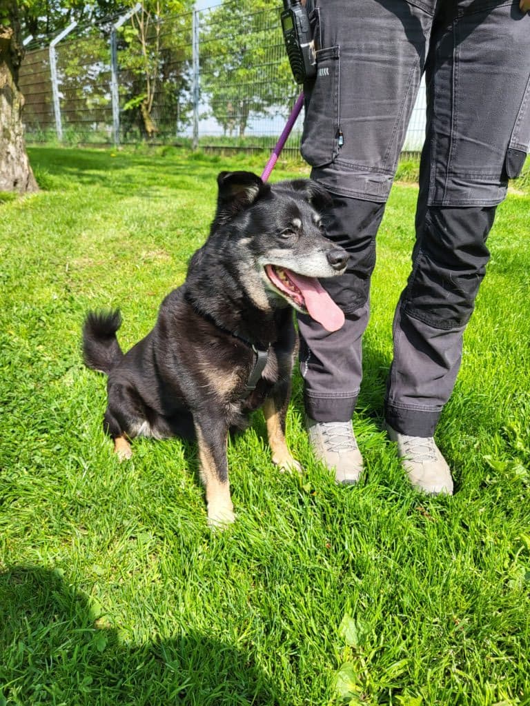 Askan - Jack Russell Terrier - Bild 2