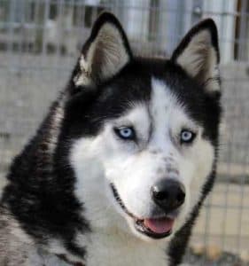 Siberian Husky Sancho