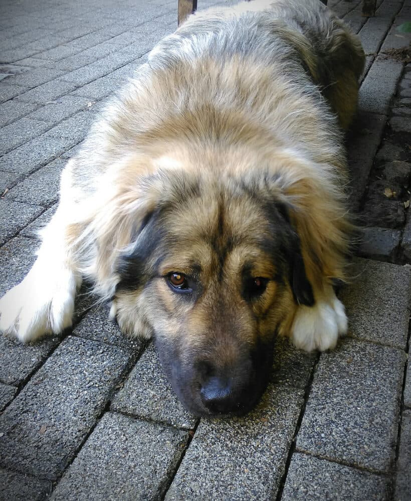 Owen - Kaukasischer Owtscharka - Bild 3