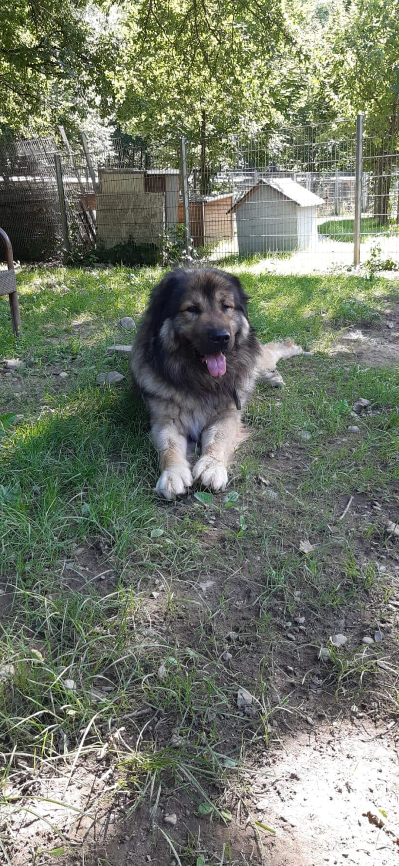 Owen - Kaukasischer Owtscharka - Bild 5